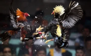 Bí Kíp Nằm Lòng Cách Chơi Đá Gà Sabong Tại 9Club Ăn Tiền Cực Dễ