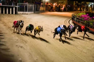 Làm Chủ Đường Đua Ảo Đua Chó 9Club Thắng Lớn Mỗi Vòng