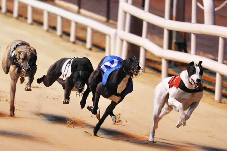 Làm Chủ Đường Đua Ảo Đua Chó 9Club Thắng Lớn Mỗi Vòng 2 Làm Chủ Đường Đua Ảo Đua Chó 9Club Thắng Lớn Mỗi Vòng