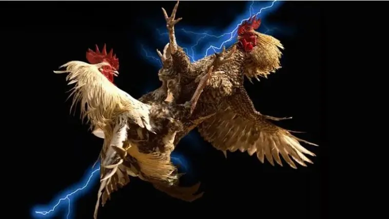 Tuyệt Chiêu Săn Thưởng Đá Gà 9Club Đỉnh Cao Rinh Ngay Tiền Tỷ Về Túi